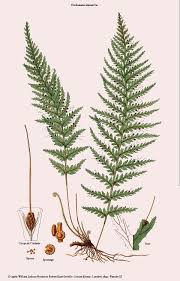 Image result for Trichomanes crispiforme