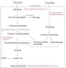 Fructose And Insulin Resistance