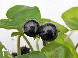 Image result for Geophila repens