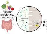 Frontiers | Short chain fatty acids: the messengers from ...