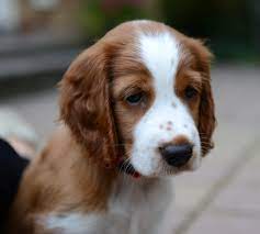 The welsh springer spaniel puppies were also at one time called the welsh spaniel, and also at one point was included in the kennel club (uk) studbook as cocker spaniels, and was known as the welsh cocker. Welsh Springer Spaniel Breeders Mn