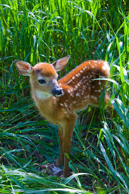 Baby Deer In A Field Hayvanlar Hayvan