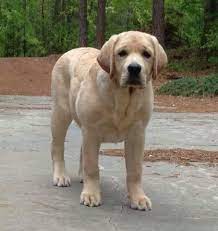 Gorgeous Lab Labrador Retriever Puppies Labrador Retriever Labrador Retriever Dog