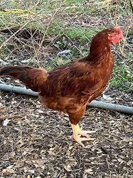 About 2 months old. Hen or Roo?