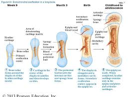 Long bone, compact bone and spongy bone. Ch 6 Bone Tissue The Skeletal System Ppt Download