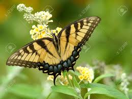 Black swallowtails are reported to especially like milkweed, phlox, red clover and thistle. Giant Swallowtail Butterfly Resting On Flower Stock Photo Picture And Royalty Free Image Image 101845385