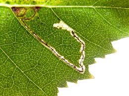 Image result for Stigmella confusella