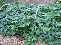 Plant sweet potato slips once the soil temperature reaches 75 degrees fahrenheit: A New Strategy For Growing Sweet Potatoes Veggie Gardening Tips