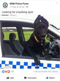 Nsw Police Is Winning The Internet With Their Awesome Humor Police Humor Police Funny Cat Memes