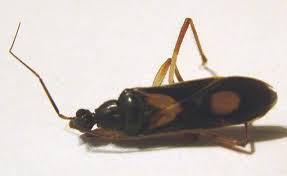 Do assassin bugs bite humans. Corsair Assassin Bug Dead After Biting Someone What S That Bug