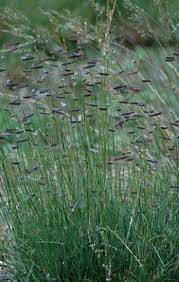 Bouteloua Gracilis Ornamental Grasses Sun And Water Flower Spike