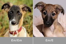 Es interessiert mich einfach da ich dieses thema grad mit jemanden denn habe. Doppelbelegung In Der Modernen Hundezucht 1 Wurf 2 Vater Goldenmerlo