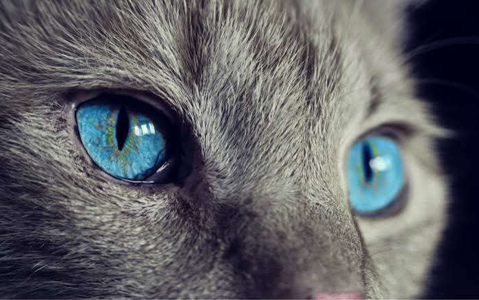 Cat Vision: Understanding How Cats See - Gourmet Delight