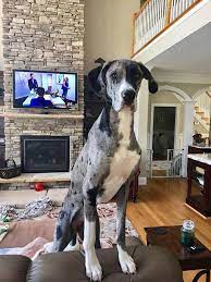 Pin On Adorable Dogs
