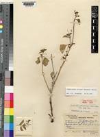 Image result for Commicarpus pilosus