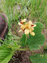 Image result for Eriosema cordatum