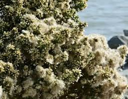 Image result for Commicarpus pilosus