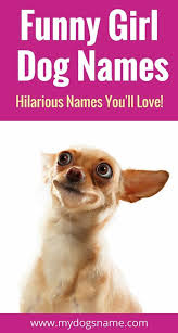 In that case, welcome to the this page, where you can find nearly two hundred names to fit your dog, whether it's a deer chihuahua, an apple head chihuahua or even a different breed altogether! Names My Dog S Name Hundenamen Lustige Hundenamen Chihuahua Namen