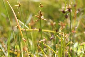 Image result for Isolepis prolifera