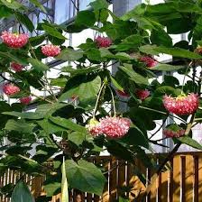 Image result for Dombeya burgessiae