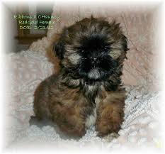 The shih tzu boasts a variety of coat colors, including white, black, brown, red, gold, silver, or a mix of the above. Black Shih Tzu Puppy Pictures Cuteanimals