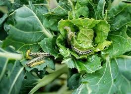 If you don't want to touch them, wrap the webs around a broomstick. 20 Tips For Keeping All Critters Out Of Your Yard And Garden Garden Pests Plants Companion Planting
