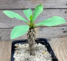 Image result for Euphorbia didiereoides