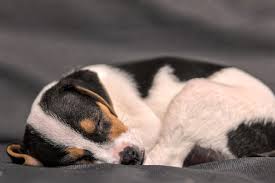 The breath rate increases and may become shallow. Why Do Dogs Twitch In Their Sleep American Kennel Club