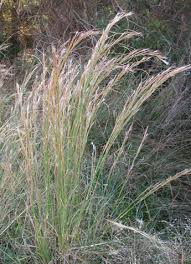 Image result for Enneapogon scoparius