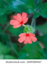 Image result for Crossandra nilotica