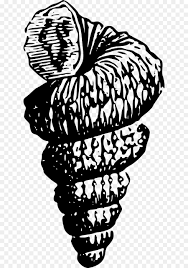 Embed this art into your website: Kerang Gambar Hitam Dan Putih Gambar Png