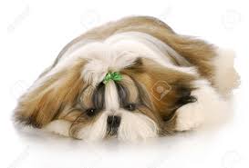 Jiji.ng more than 11 shih tzu dogs & puppies are waiting for you buy your future friend today ▷ prices are starting from ₦ 90,000 in nigeria. Adorable Shih Tzu Puppy With Green Bow Laying Down With Reflection Stock Photo Picture And Royalty Free Image Image 8446513