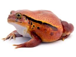 Tomato frogs are any of the three species of genus dyscophus (family microhylidae): Tomato Frog For Sale Reptiles For Sale