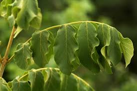 Image result for Markhamia obtusifolia