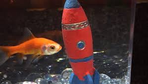 We did not find results for: A Fish Story Not About The One That Got Away But The One That Needs The Right Place To Grow
