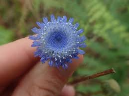 Image result for Crassocephalum rubens