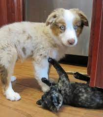 Check spelling or type a new query. Chance The Australian Shepherd He Looks Just Like My Bear I Miss Him So Much Kittens And Puppies Australian Shepherd Cute Animals