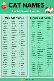 If you are looking for cute cat names to go along with your new cute little kitten, then you've come to the perfect place. Cat Names 70 Most Popular Male And Female Cat Names 7esl
