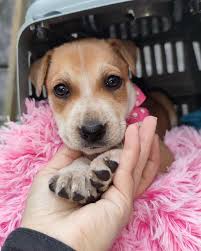 Adopciones cuatro patitas