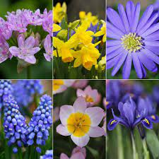 Spring flowering bulbs are sure to add some colour to dreary winter days. Buy Bulb Collection 6 Months Of Flowering Bulbs