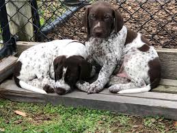 The german shorthaired pointer mix is not a purebred dog. Kobidan German Shorthaired Pointers Home Facebook