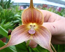See more ideas about orchids, orchid flower, orchidaceae. 10 Of The World S Weirdest Flowers Melbourne Fresh Flowers