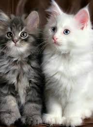 Pin By Ebru Sarpman On Kedi Kittens Cutest Cats Cute Cats