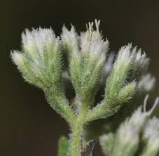 Image result for Lythrum rotundifolium