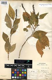 Image result for Hilleria