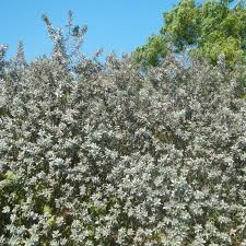 Image result for Conocarpus erectus