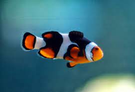 Existen los peces? — Cuaderno de Cultura Científica