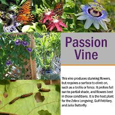 Gardeners throughout florida can dress up a fence, arbor or trellis with this flowering vine that is also a native. Butterfly Gardens Club Care Of Florida