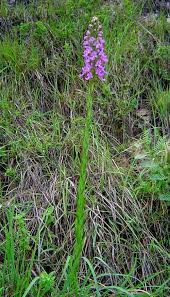 Image result for Brachycorythis