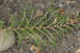 Image result for Cenchrus clandestinus